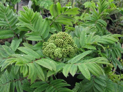 Sorbus_aucuparia_Fastigiata_Gartenpur.jpg