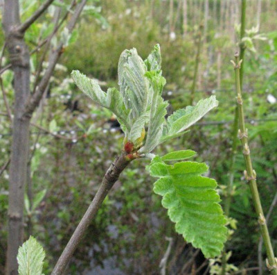 Sorbus_x_turingiaca_fastigiata_Gartenpur.jpg