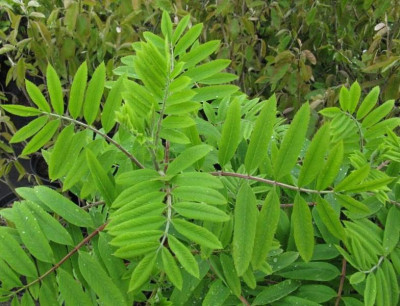 Sorbus_aucuparia_Edulis_Gartenpur.jpg
