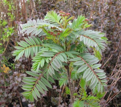 Sorbus_Kirsten_Pink_Gartenpur.jpg
