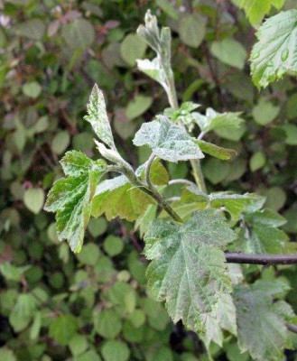 Sorbus_torminalis_Gartenpur.jpg