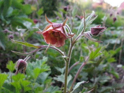 Renate_Koch_1_Gartenpur.jpg