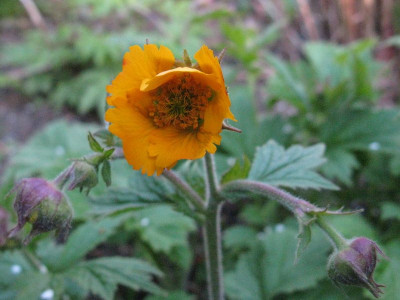 Gefranst_1_Gartenpur.jpg