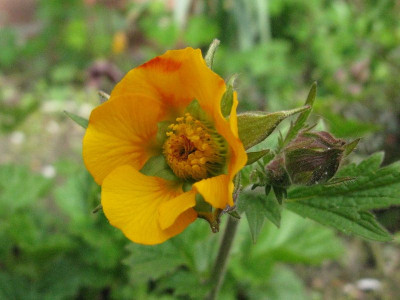 Neue_Farbvariante_Gartenpur.jpg
