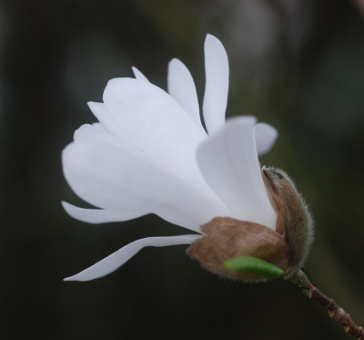 C0660b_Large.jpg