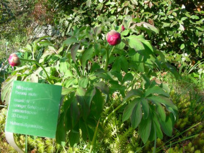 Paeonia_mollis_DSCN9917.jpg