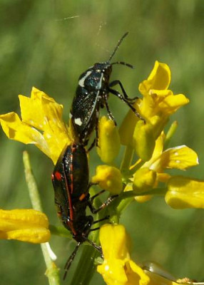 Eurydema_oleraceum_-_Schmuckwanze_03.jpg