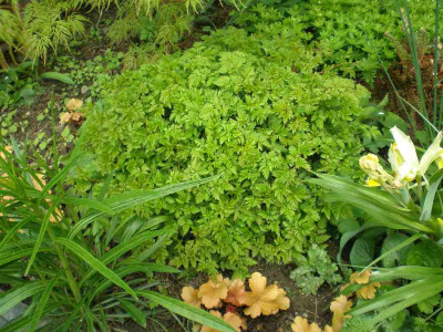 GP_Aruncus_aethusifolius_2012e.jpg