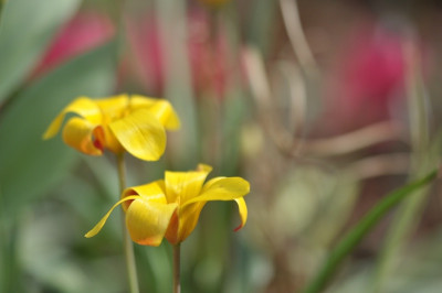 Unbekannte_Tulpe.jpg