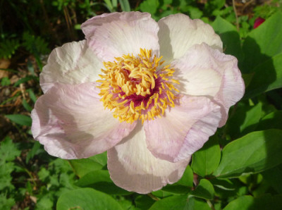 Paeonia_x_chamaeleon.jpg