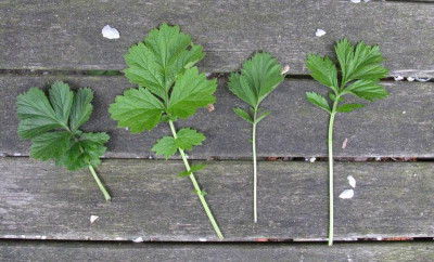 Geum_Laub_Gartenpur.jpg