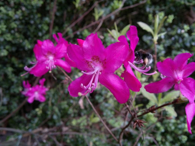 290420123661R.albrechtii.jpg