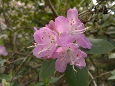 290420123662R.oreotrephes_Pentland.jpg