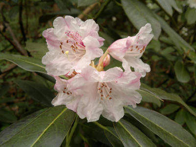 290420123663R.balfourianum_Esveld.jpg
