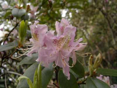 290420123666R.searsiae.jpg