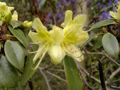 290420123667R.ambiguum.jpg