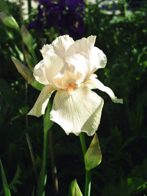Iris_barbata__-_vanity_7.jpg