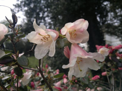 290420123668R.williamsianum.jpg