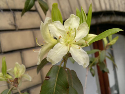 290420123671R.triflorum_var.triflorum_CHM2004_Nepal.jpg