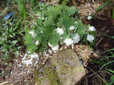 Ende_April_2012_016.JPG