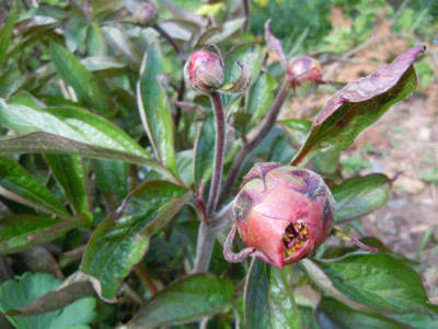 maifl_290412.JPG