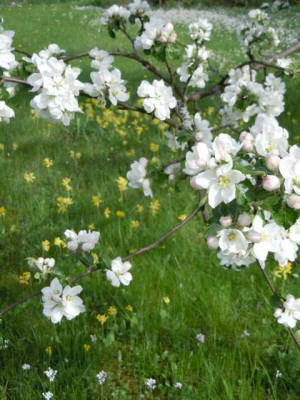 Ende_April_2012_004.JPG