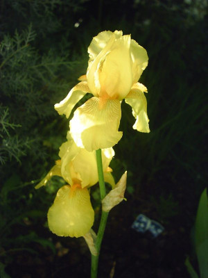 Iris_barbata__-_Goldfackel_3.jpg