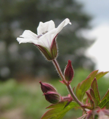 IMG_5399_Geranium_albiflorum.jpg