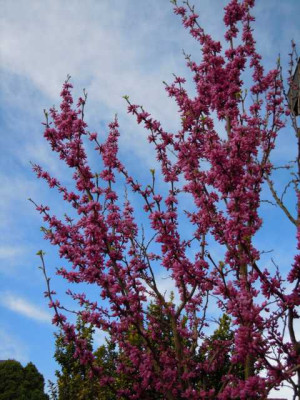 Ende_April_2012_030.JPG