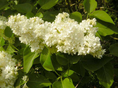 77Syringa_Mdm_Lemoine.jpg