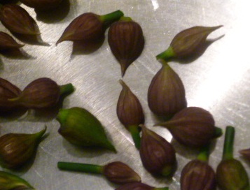 Knospen_Schnittl.jpg