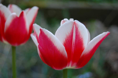 Greigii-Tulpe_7029.JPG