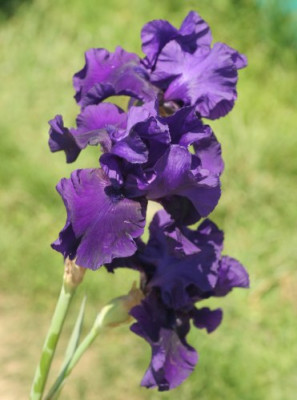 iris_sorte_name_unbekannt_1946.jpg