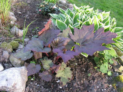 Rheum_palmatum_var_tanguticum_Gartenpur.jpg