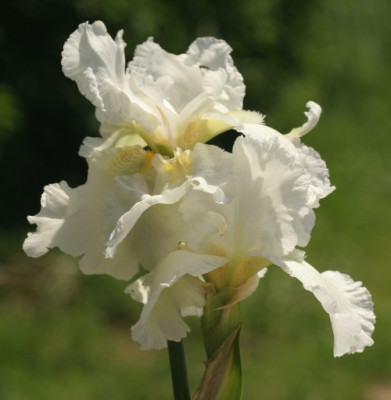 iris_sorte_name_unbekannt_1945.jpg