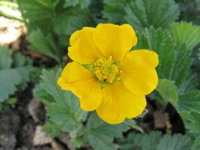 Geum_montanum_Diana_Gartenpur.jpg