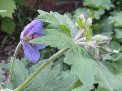 Geranium_erianthum_Gartenpur.jpg