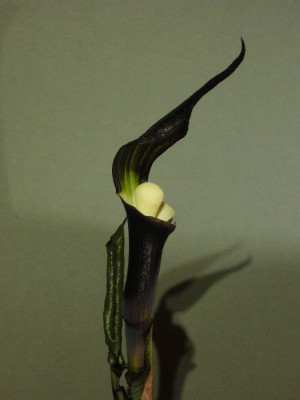 Arisaema_sikokianum_2012.jpg