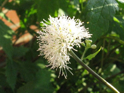 Actaea_rubra_Gartenpur.jpg
