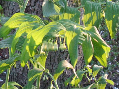 Polygonatum_Gartenpur.jpg