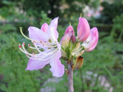 Rhododendron_vaseyi_Gartenpur.jpg
