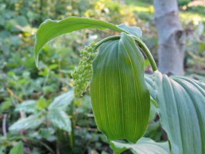 Smilacena_racemosa_Gartenpur.jpg