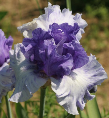 iris_sorte_name_unbekannt_1937.jpg