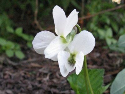 Viola_sororia_Immaculata_Gartenpur.jpg