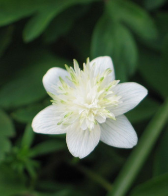 A.nemorosa-ax.jpg
