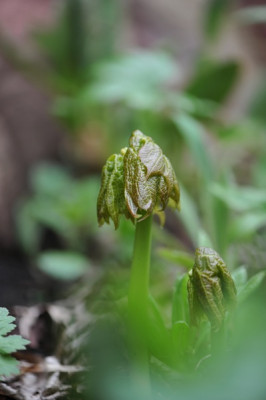 Diphylleia_cymosa_Austrieb.jpg