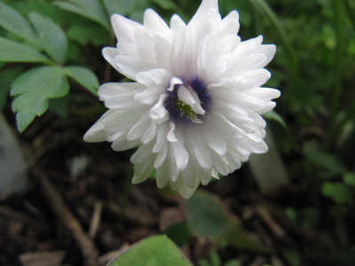 A_nem_gefullt_120427.jpg