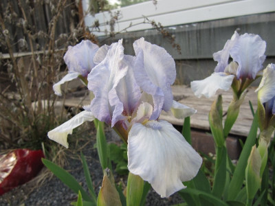 Silberblau_120427.jpg