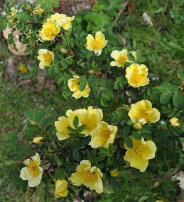 Rosa_hugonis_2_12__4042.jpg
