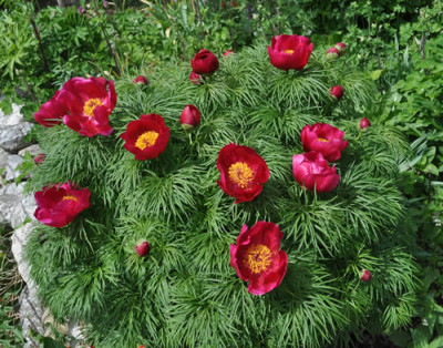Paeonia_tenuifolia_12__4037.jpg